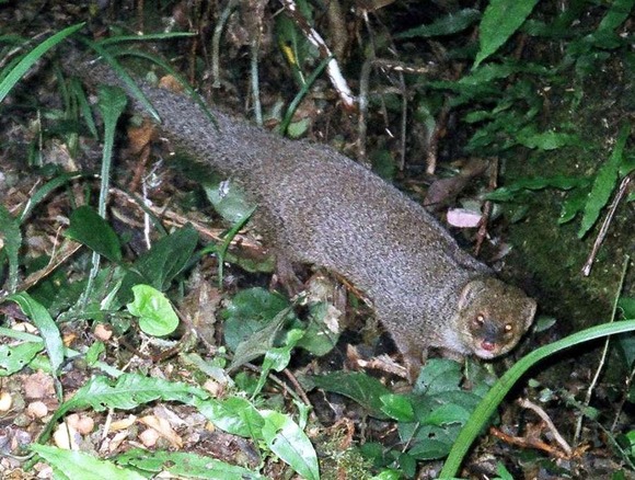 【奄美大島】外来種マングース、ついにいなくなった…？ 環境省が9月にも「根絶」宣言へ！成功なら面積は世界最大