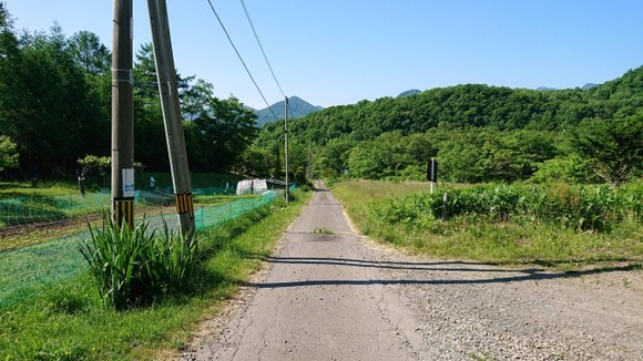 安全に食べられる美味しい野草もたくさんある