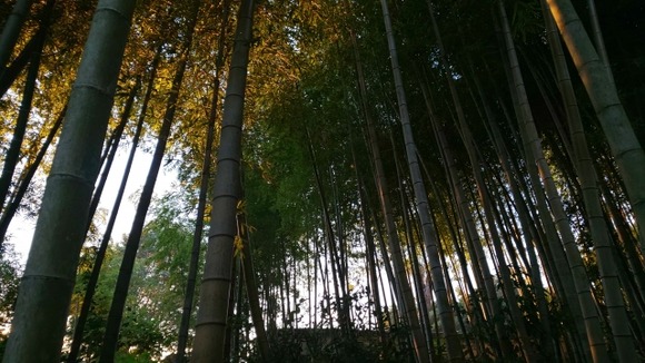 近所の竹藪が家に倒れてきてるんやが・・・