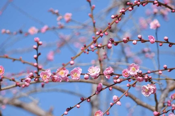【画像】越生梅林へ梅の花を見に行ったった