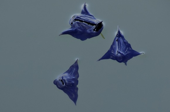 湖きたらヤベェ植物あって草