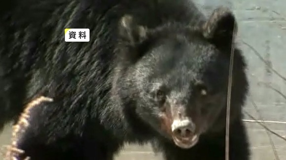 【岩手】クマが牛舎に進入…牛のエサ食べ半日以上居座る　市が箱わなで捕獲試みる