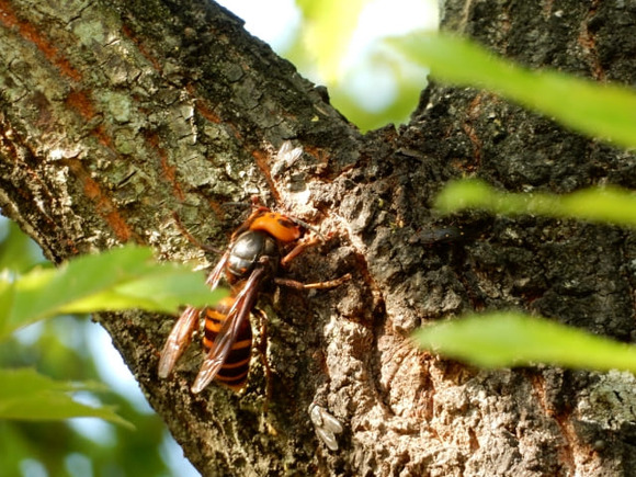 bee