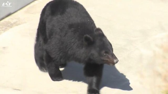 北上市・温泉施設で行方不明の男性の遺体発見か　クマは射殺