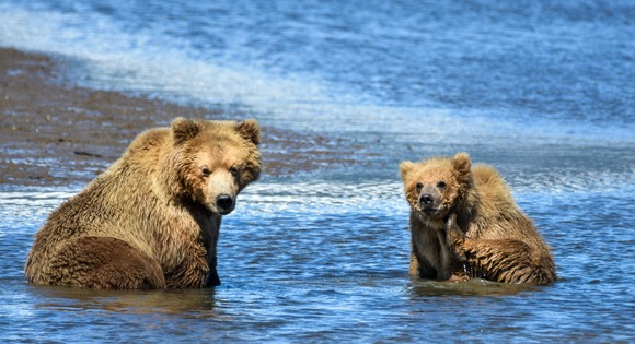 ヒグマって世界中に20万頭しかいなくてそのうち１万5000頭くらいが北海道に生息