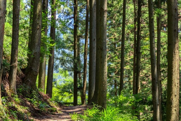 【兵庫】川西の舎羅林山山中で高齢女性2人死亡、滑落か　87歳と90歳の友人同士で登山?