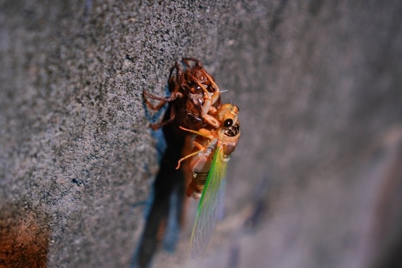 底辺家族キャンパー「「羽化したてのセミ美味しいね！！」」俺ボッチキャンパー「うわぁ…」