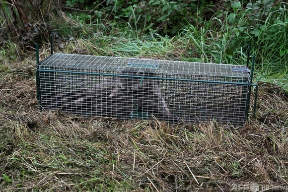 人類はアライグマとの戦争に敗れた・・・
