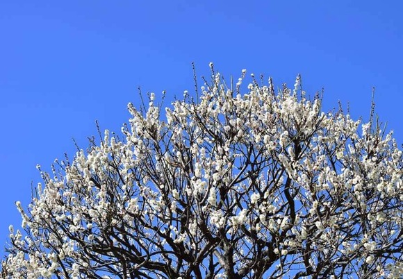 【画像】梅が咲くと春が近いんだな～と思うけどまだ寒い冬だよね