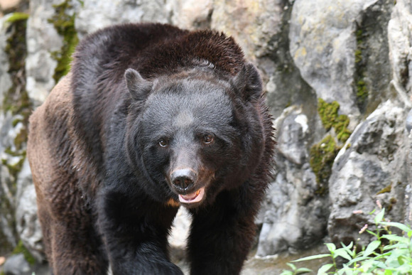 相次ぐ「クマを殺すな」の声に揺れる秋田県、依然として全国から抗議殺到へ