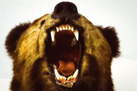 1990年代からクマを駆除した自治体に「かわいそう」と抗議が殺到…“クマ愛護”がハンターの「若手確保」を妨げる決定的な理由