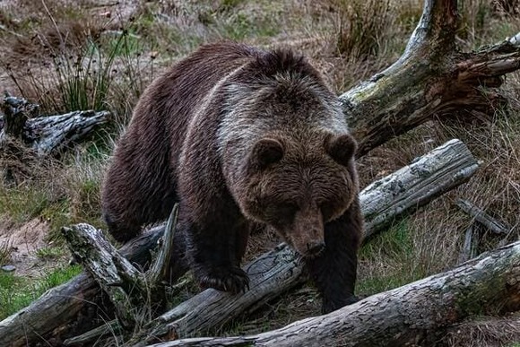 【動画】ベンツに乗ろうとしたクマさん、人間のヤバさにビビって逃走