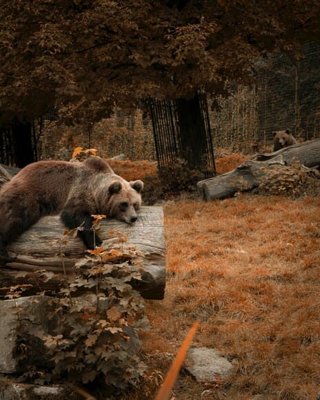 【画像】クマ、有刺鉄線さえ越えてしまう・・・