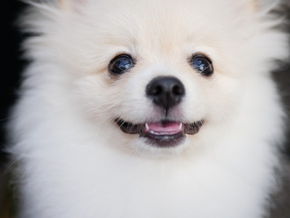 【画像】一緒に登山行ったんだけど、犬の顔が虚無すぎた