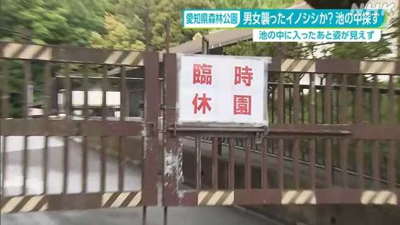 愛知県林森林公園で男女襲ったイノシシ、池で溺れ…