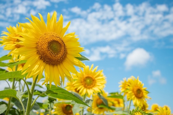 日本、夏と冬しかなくなるｗｗｗｗｗｗｗｗｗｗｗｗｗｗｗ