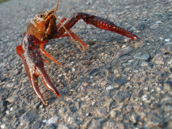 【朗報】我が家のザリガニ、7度目の脱皮で遂に失われたハサミが蘇る