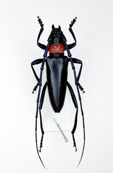 【朗報】狩猟解禁！栃木で害虫?10匹で500円の報奨金wwwwww