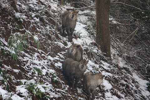 ニホンカモシカ