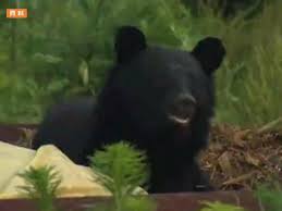 【山形】クマが背後から覆いかぶさる　自宅敷地内で女性がクマに襲われケガ