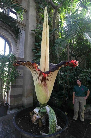 Amorphophallus titanum