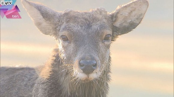 20211214-00000121-ytv-000-11-thumb (1)