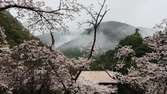 【画像】吉野山と十津川温泉旅行してくる