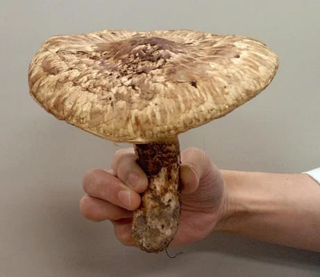 マツタケの人工栽培、可能になるかも・・・