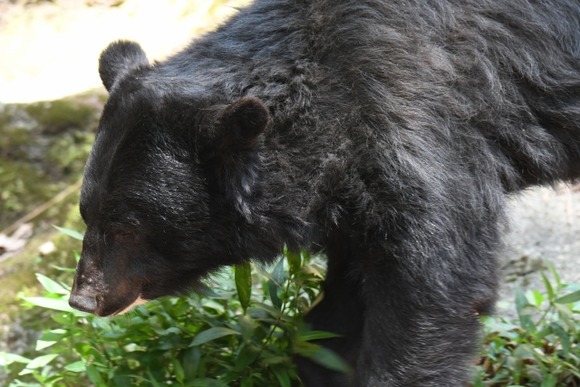 なんかさ、クマ悪者にして虐めるのやめないか？