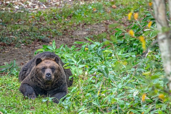 女子中学生、テント押すヒグマ撃退！妹と思い蹴る