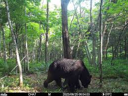 ヒグマのOSO18駆除も抗議相次ぐ「なぜ殺した」「クマがかわいそう」