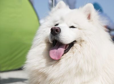 B サモエドってかつてホンマに熊やライオンとも戦ってたんか 登山ちゃんねる B サモエドってかつてホンマに熊やライオンとも戦ってたんか 登山ちゃんねる