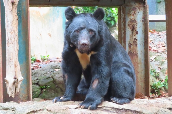 なんG民「ツキノワグマに襲われて軽傷？どうせショボい傷やろw」→