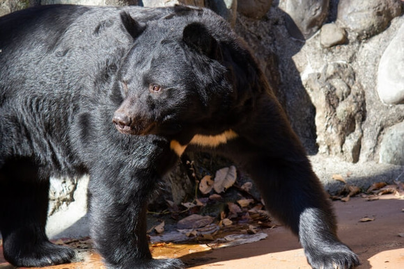 ツキノワグマ (1)