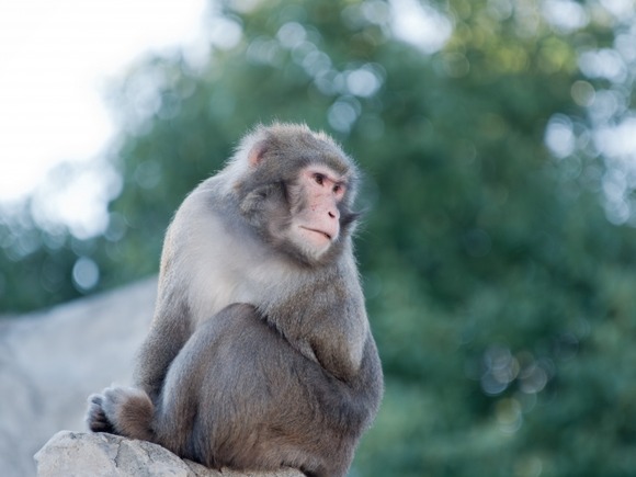 【福岡】家の中に突然サル！5歳息子が襲われるも父親が拳で撃退