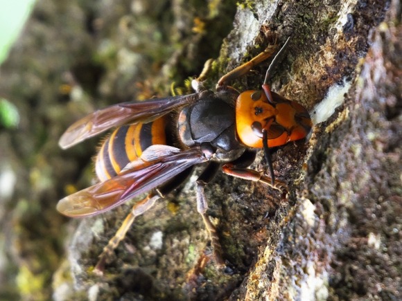 車内のスズメバチが原因か？軽トラックがブロックに衝突…運転手の男性（86）が死亡