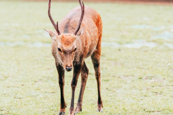 【京都】シカに刺され死亡・・・