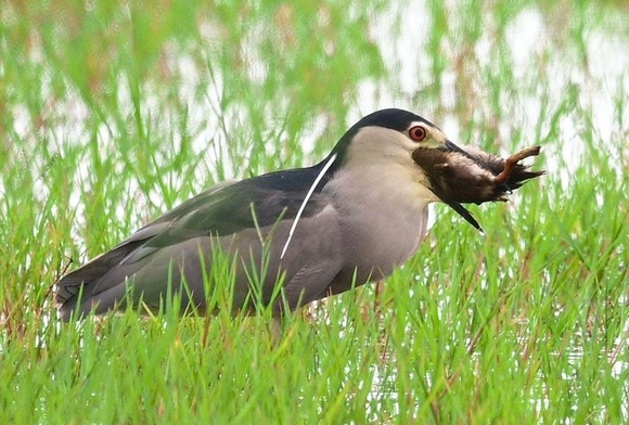 【画像】ゴイサギがカルガモを丸ごと飲み込む・・・