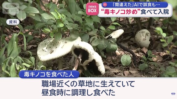 「職場近くの草地に生えていて、昼食時に調理し食べた」毒キノコ炒め食べて救急搬送