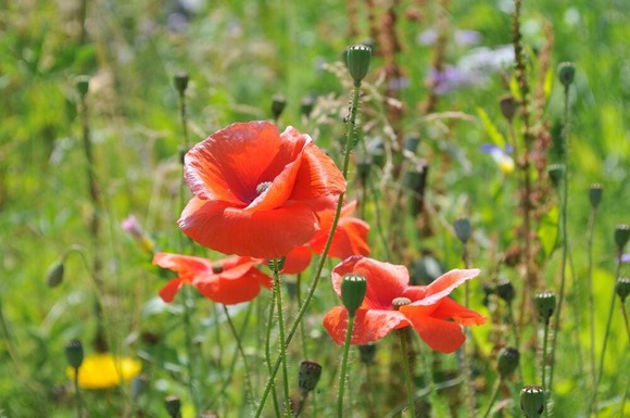 畑にケシの花咲いてて草 : 登山ちゃんねる