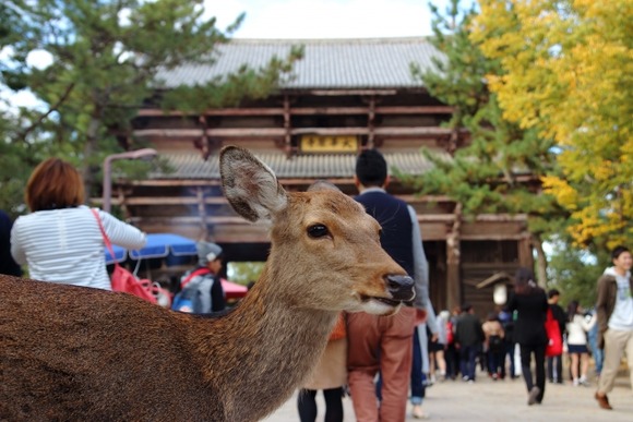 なぜ奈良の鹿は保護されて千葉の鹿は害獣扱いされて殺されるのか？