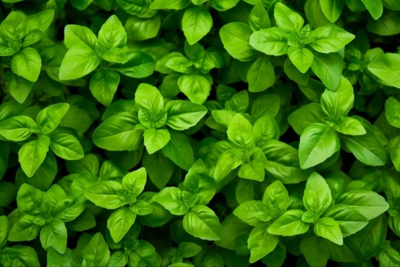 【画像】バジルの種買ってきて全部ぶちまけてたら無茶苦茶生えててワロタ！！？？ｗｗｗｗｗｗｗｗ