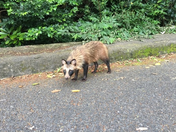 例えば山道でタヌキを轢いたとするじゃん？