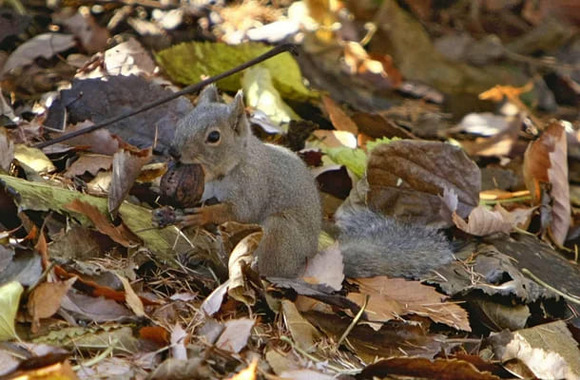 好物のクルミ、食べずに土の中へ…ニホンリスが冬支度
