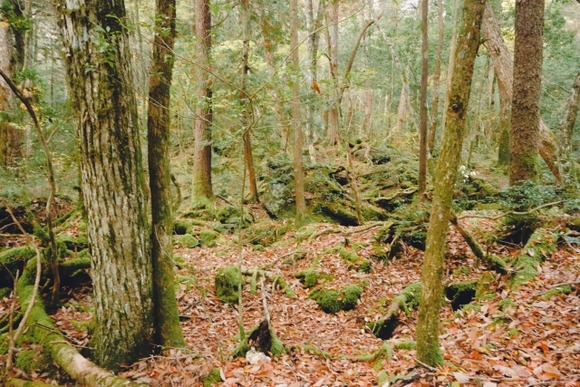 男女5人で青木ヶ原樹海にいった話