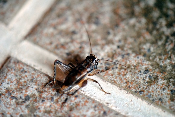 コオロギ「安いです、うまいです、タンパク質豊富です」