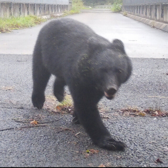 【悲報】「スーパーのクマさんころしちゃらめぇー(´；ω；｀」→秋田県電話鳴り止まず…