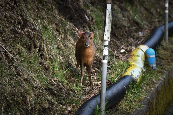 【千葉】房総半島で「キョン」が大繁殖！北上して茨城県に迫る