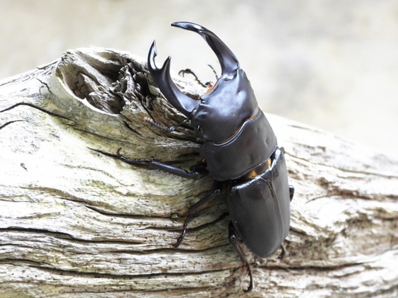 【悲報】悪質な「虫捕り」各地で横行…樹木に傷、照明機材で大量捕獲