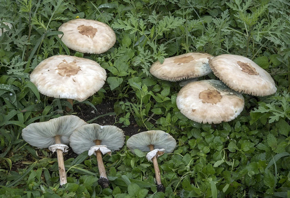 Chlorophyllum_molybdites_Guadalajara.jpg